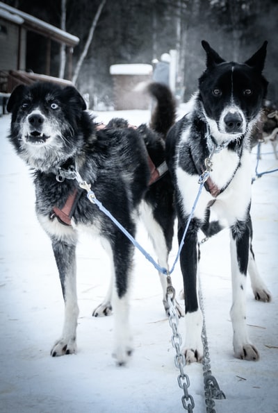 白天雪地上黑白相间的西伯利亚哈士奇犬